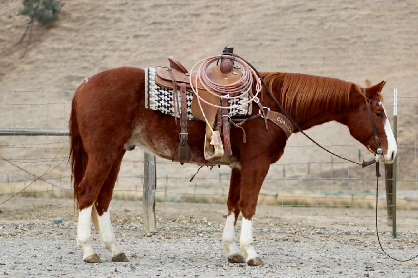 Doc Holiday - Image 11