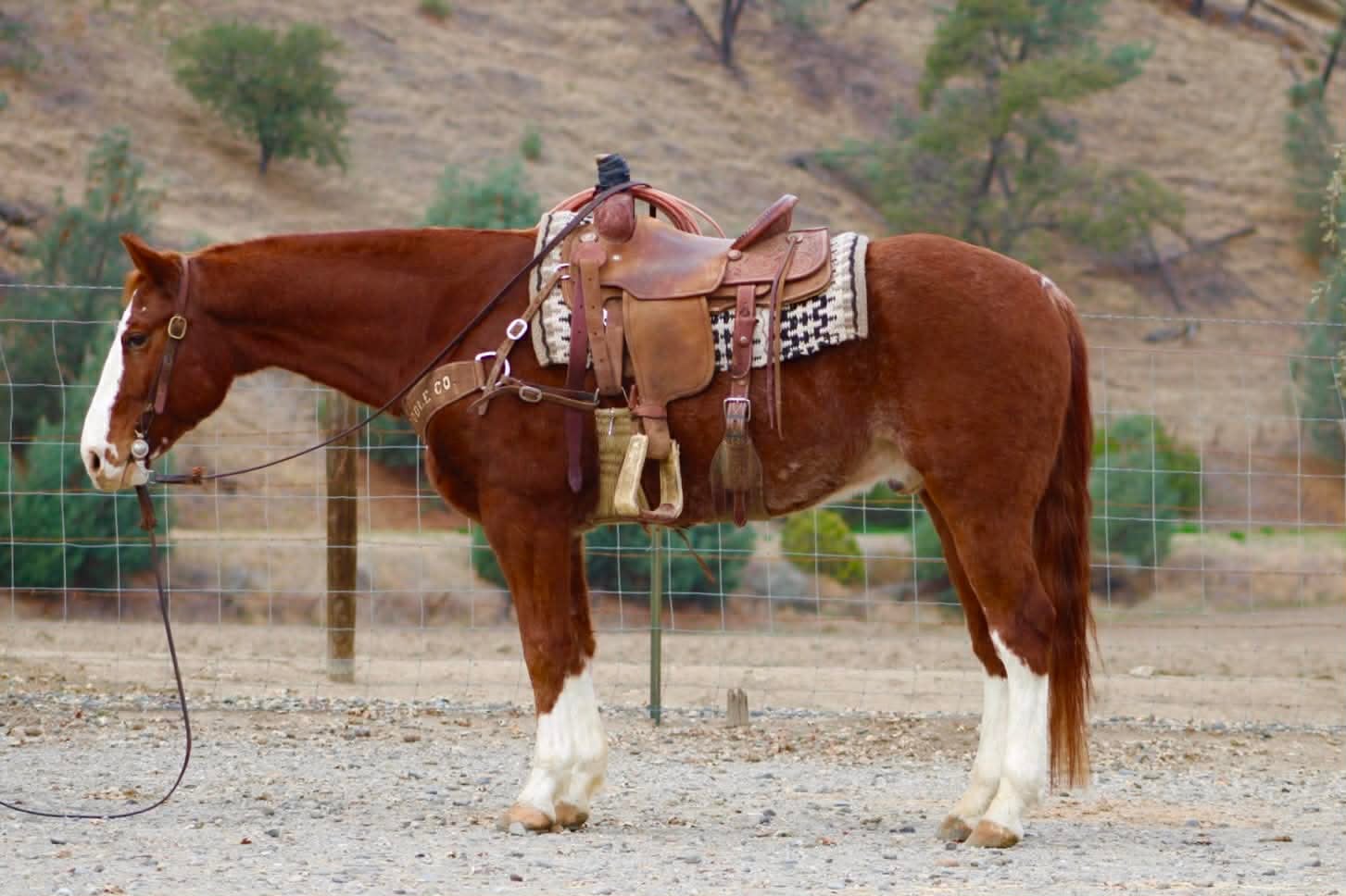 Doc Holiday - Image 12