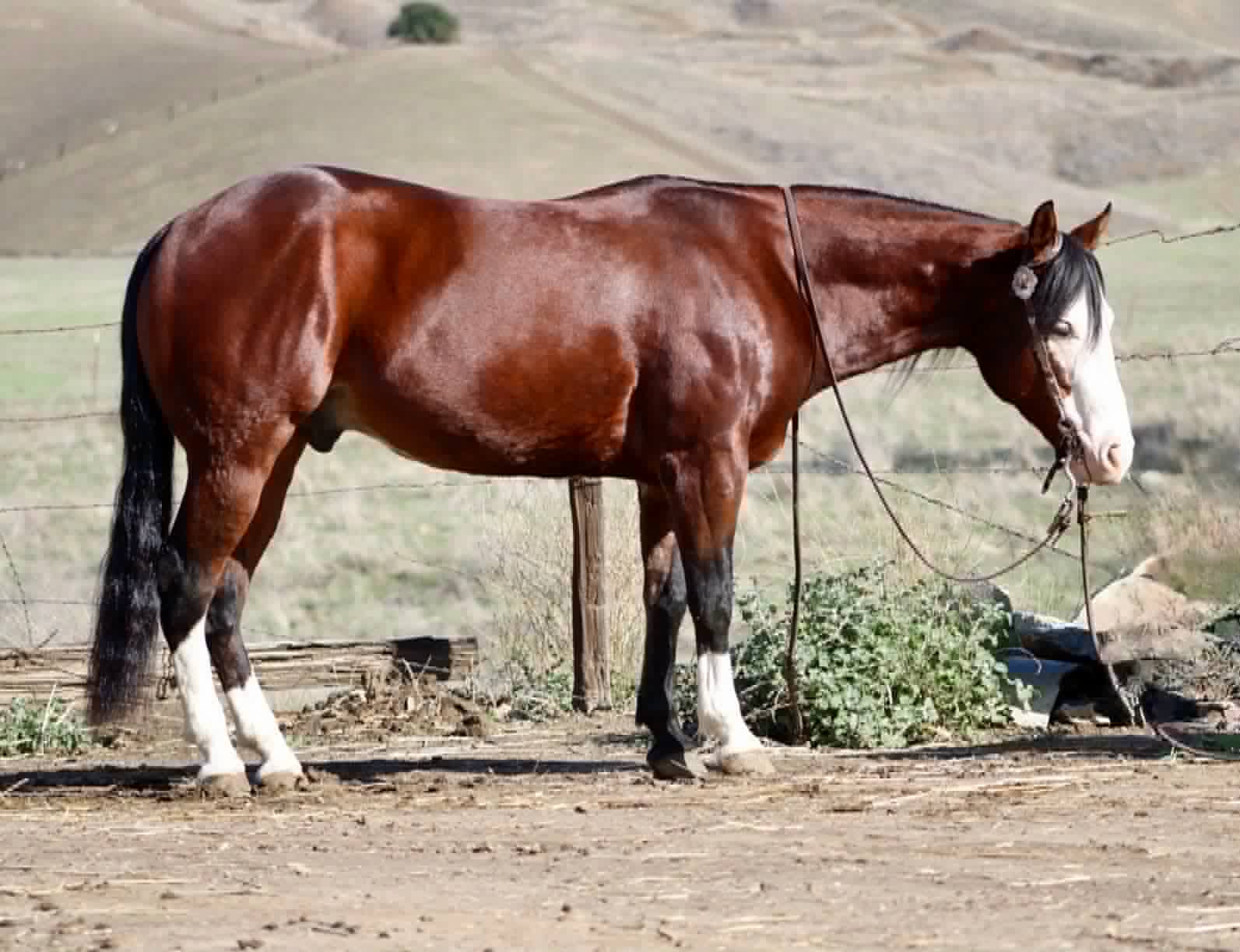 Derringer - Image 13