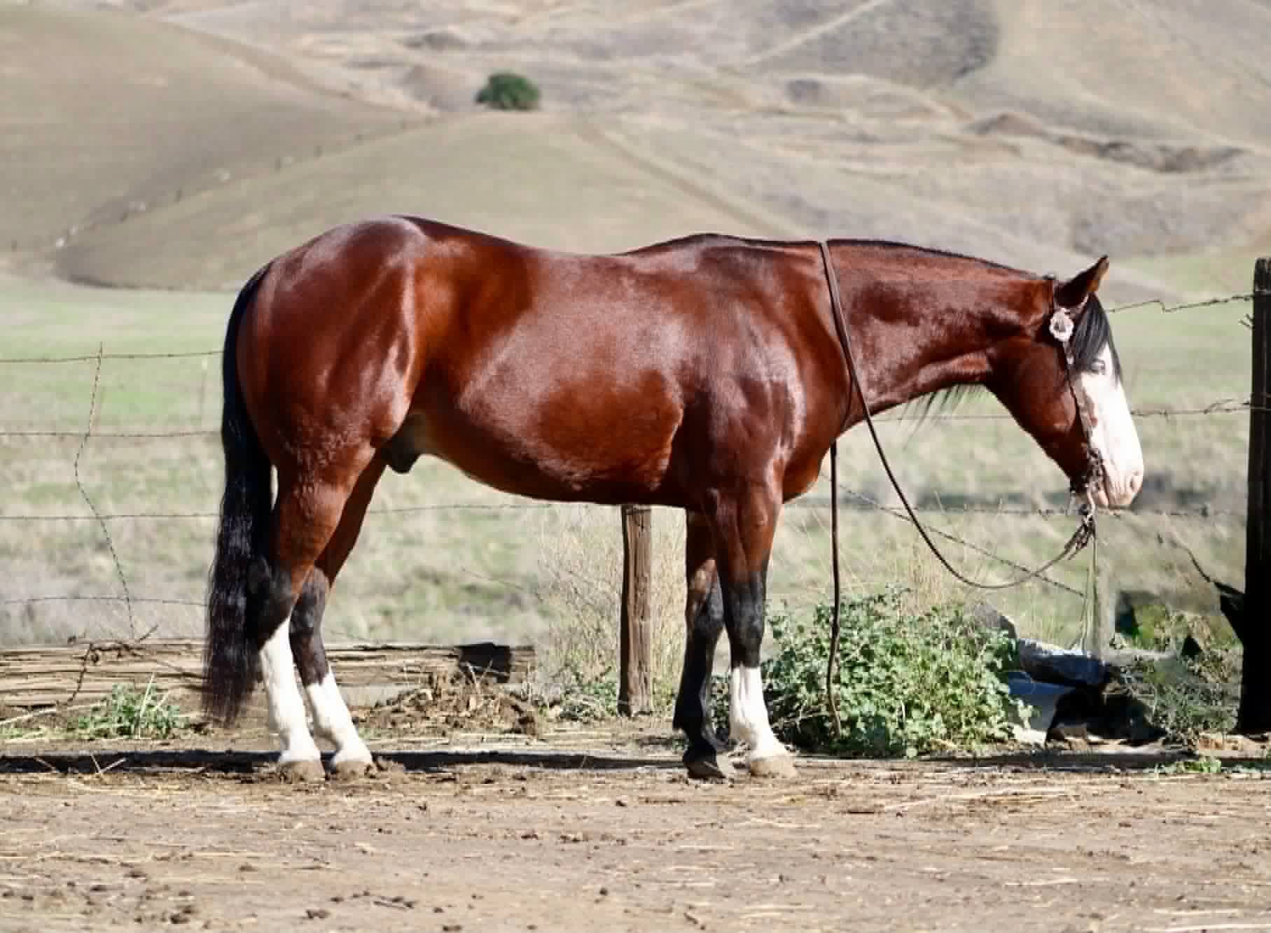 Derringer - Image 14