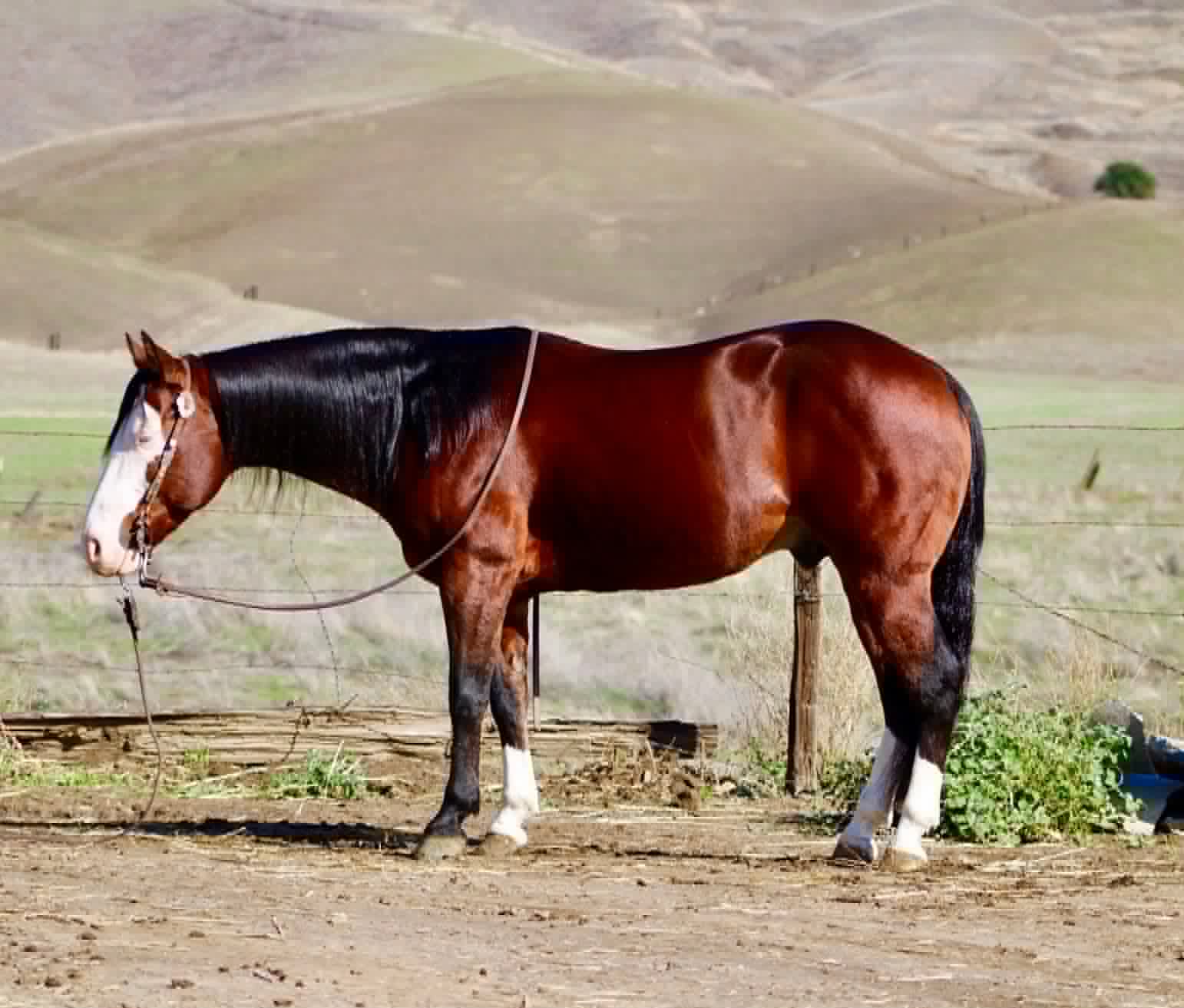 Derringer - Image 15