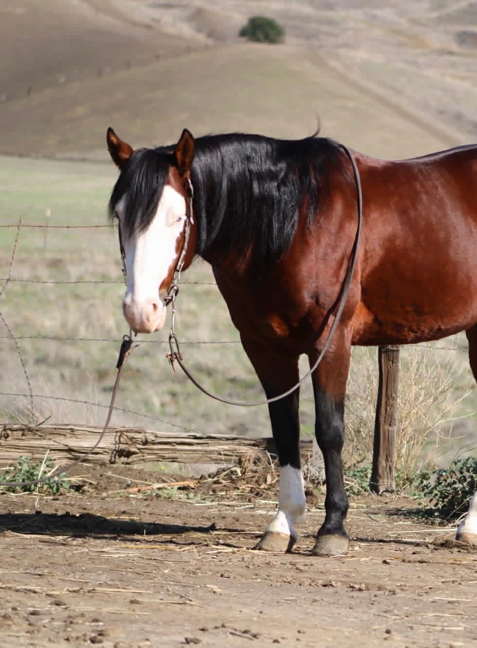 Derringer - Image 16