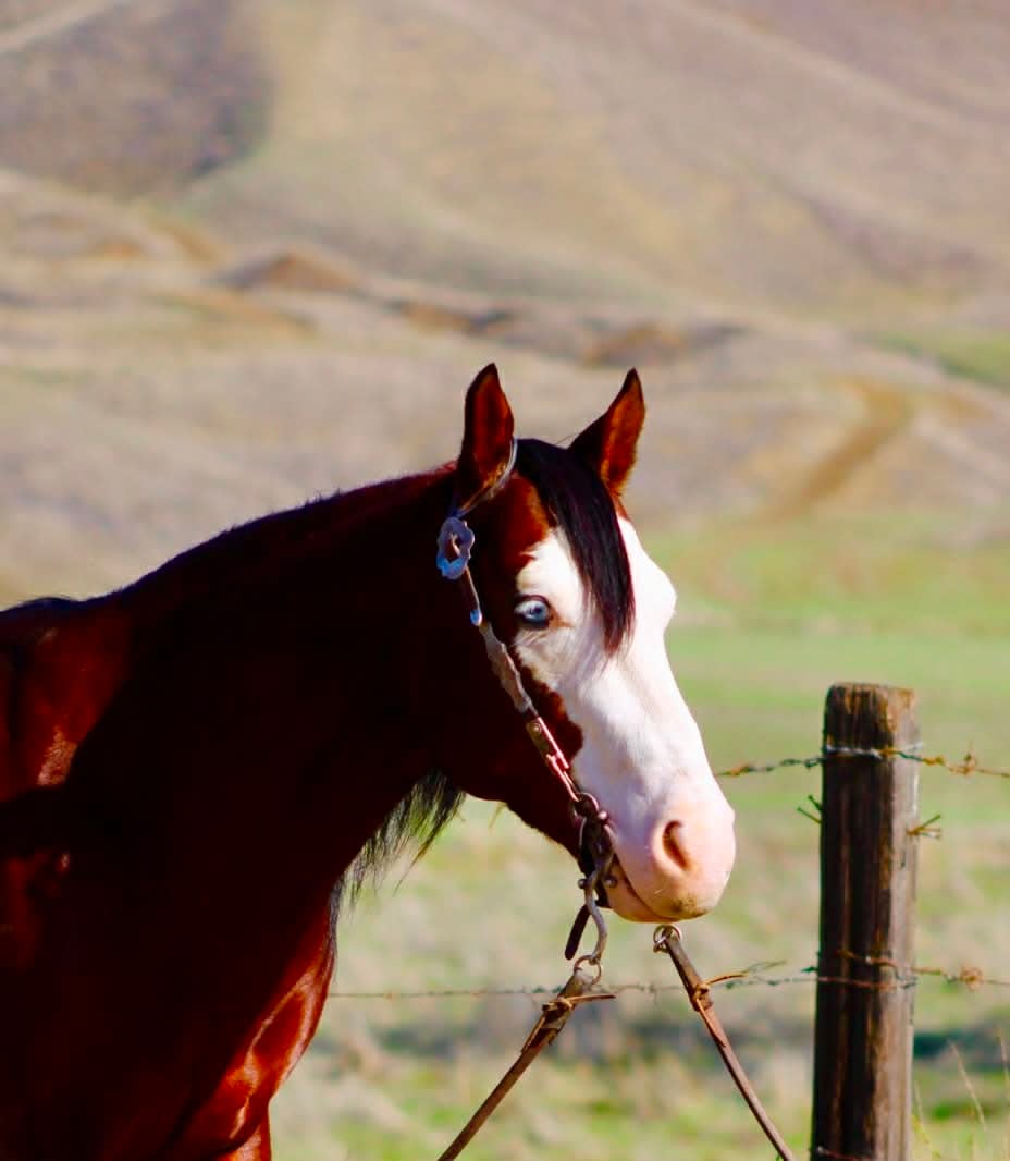 Derringer - Image 17