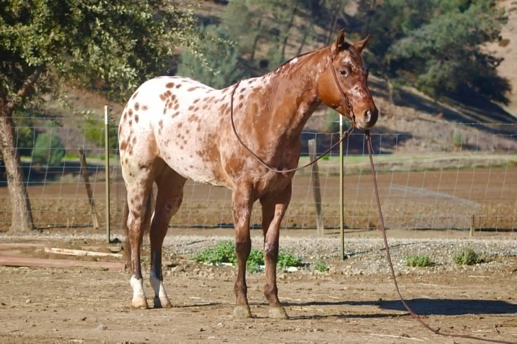 Crime Striker IM - Image 3