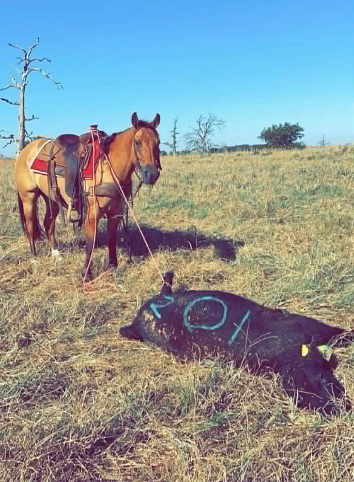 HQH Flirtation Bill - Image 7