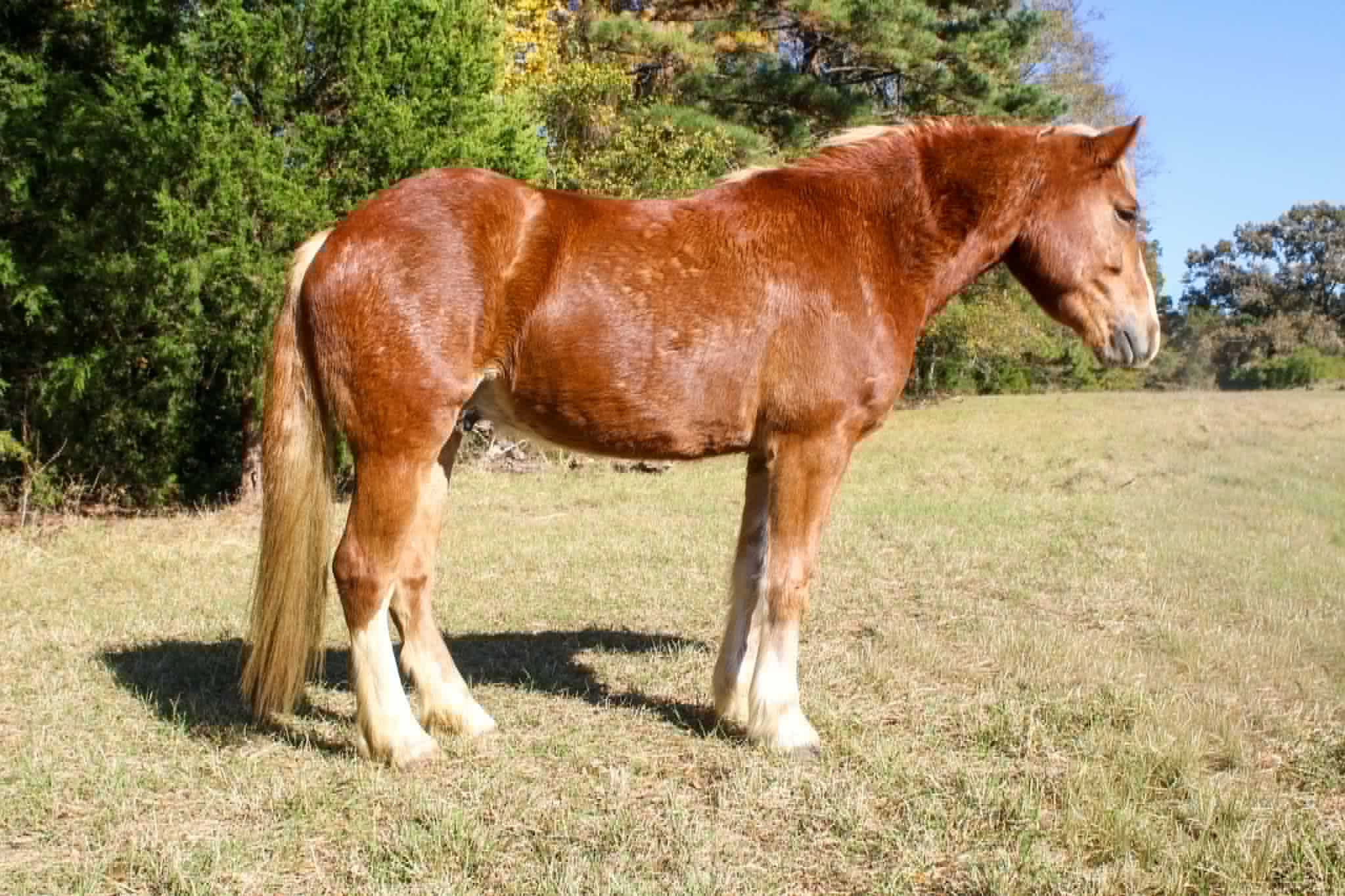 Whiskies Jack D - Image 21