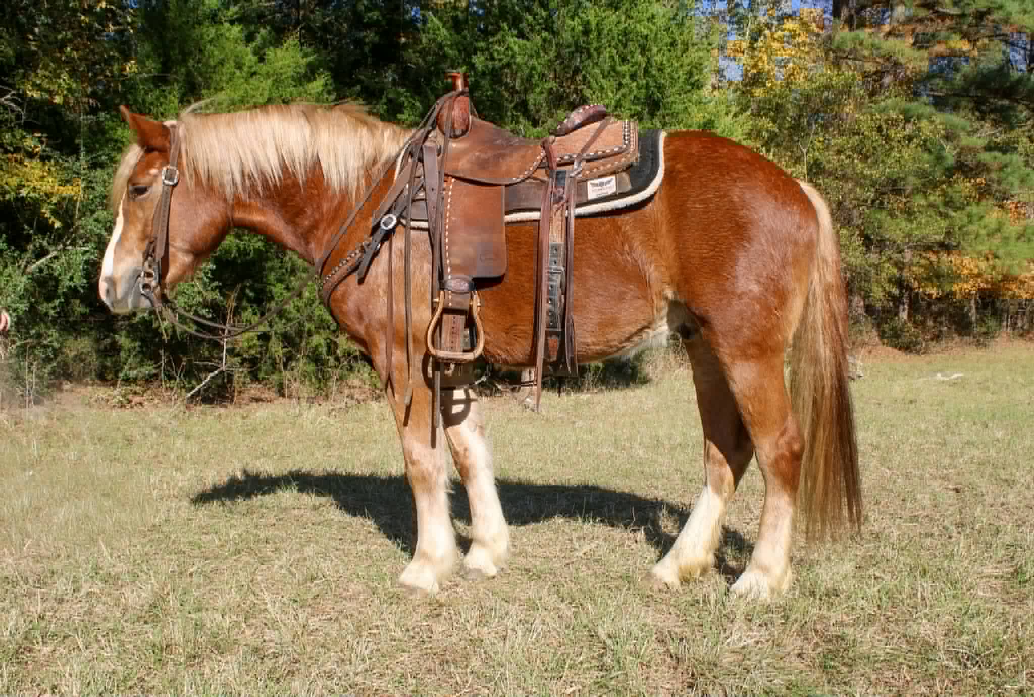 Whiskies Jack D - Image 22