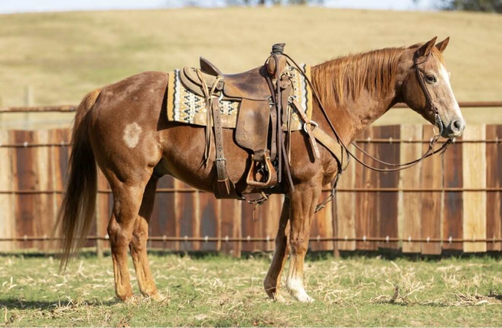 Hicks Peppy Rey - Platinum Equine Auction