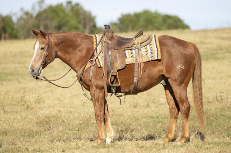 Hicks Peppy Rey - Platinum Equine Auction