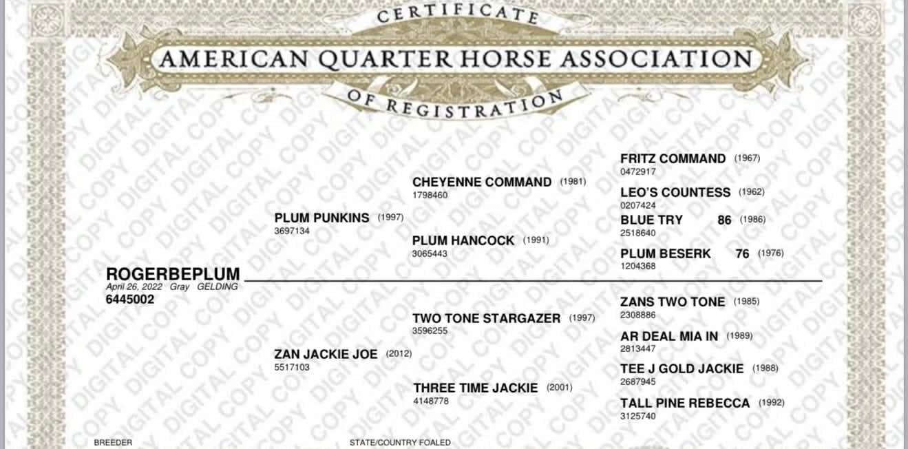 ROGERBEPLUM - Image 2