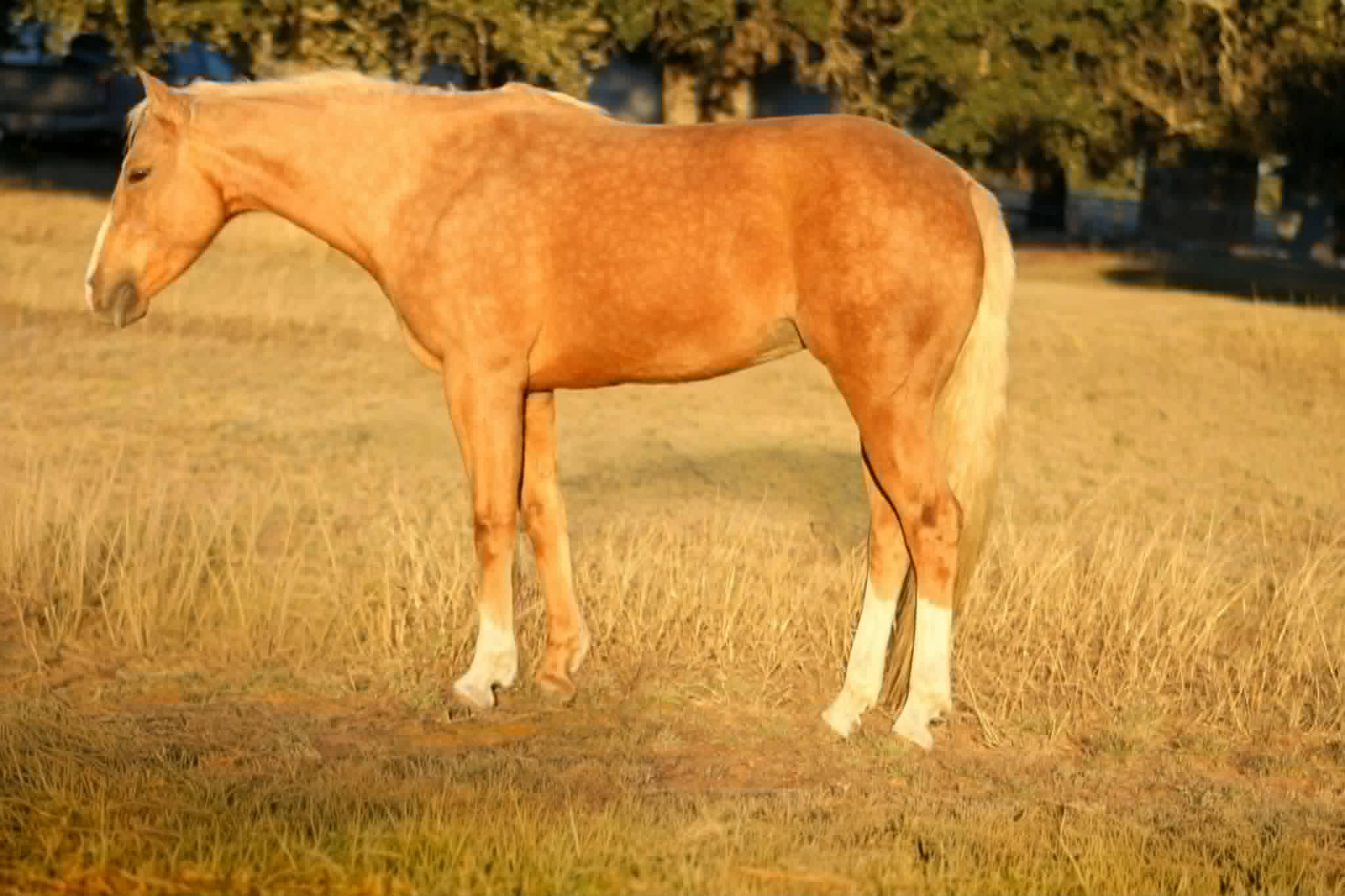 Dualin Jose Cuervo - Image 3