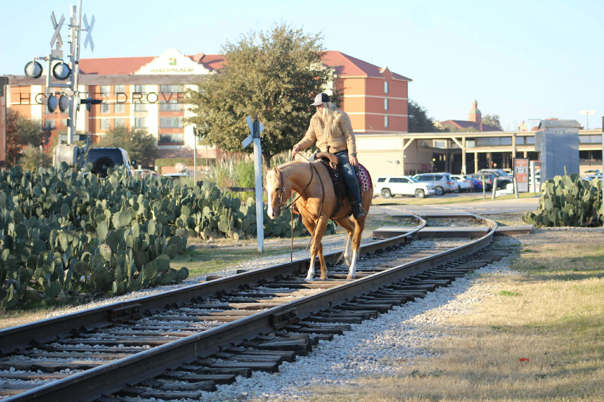 Dualin Jose Cuervo - Image 6