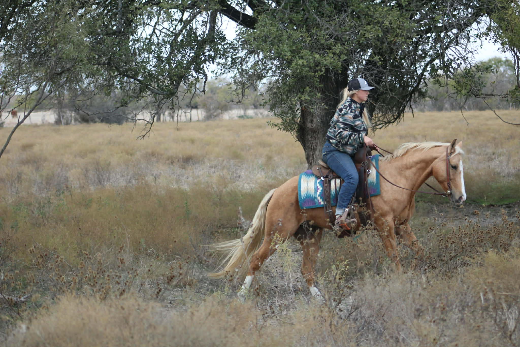 Dualin Jose Cuervo - Image 8