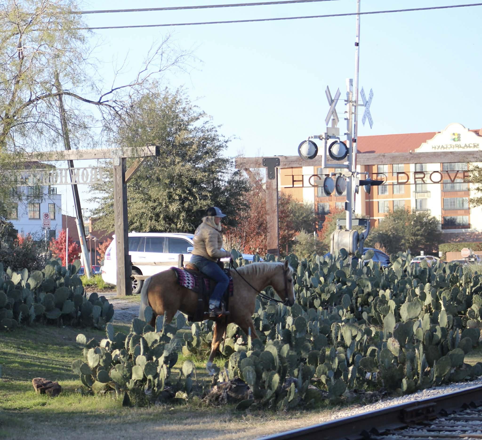 Dualin Jose Cuervo - Image 11