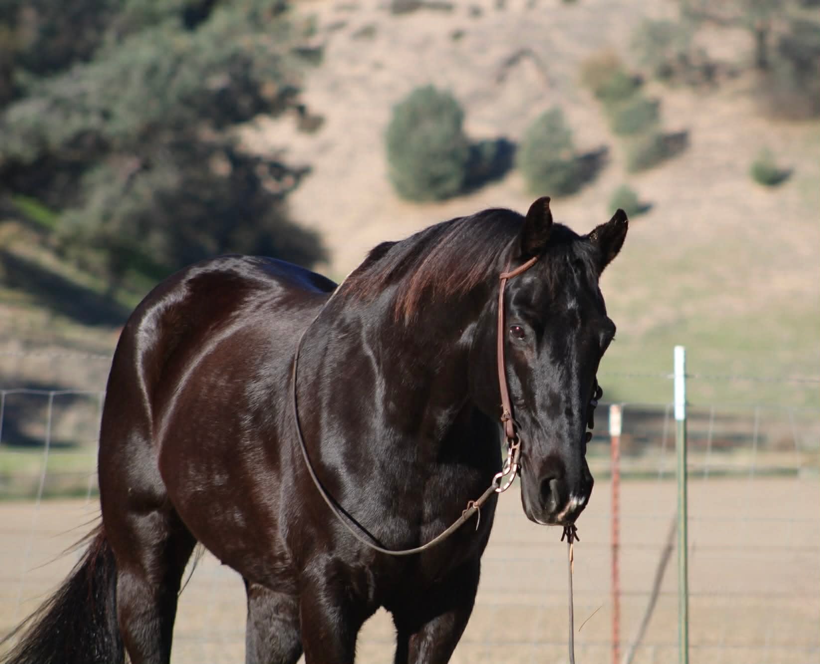 Blackberry - Image 3