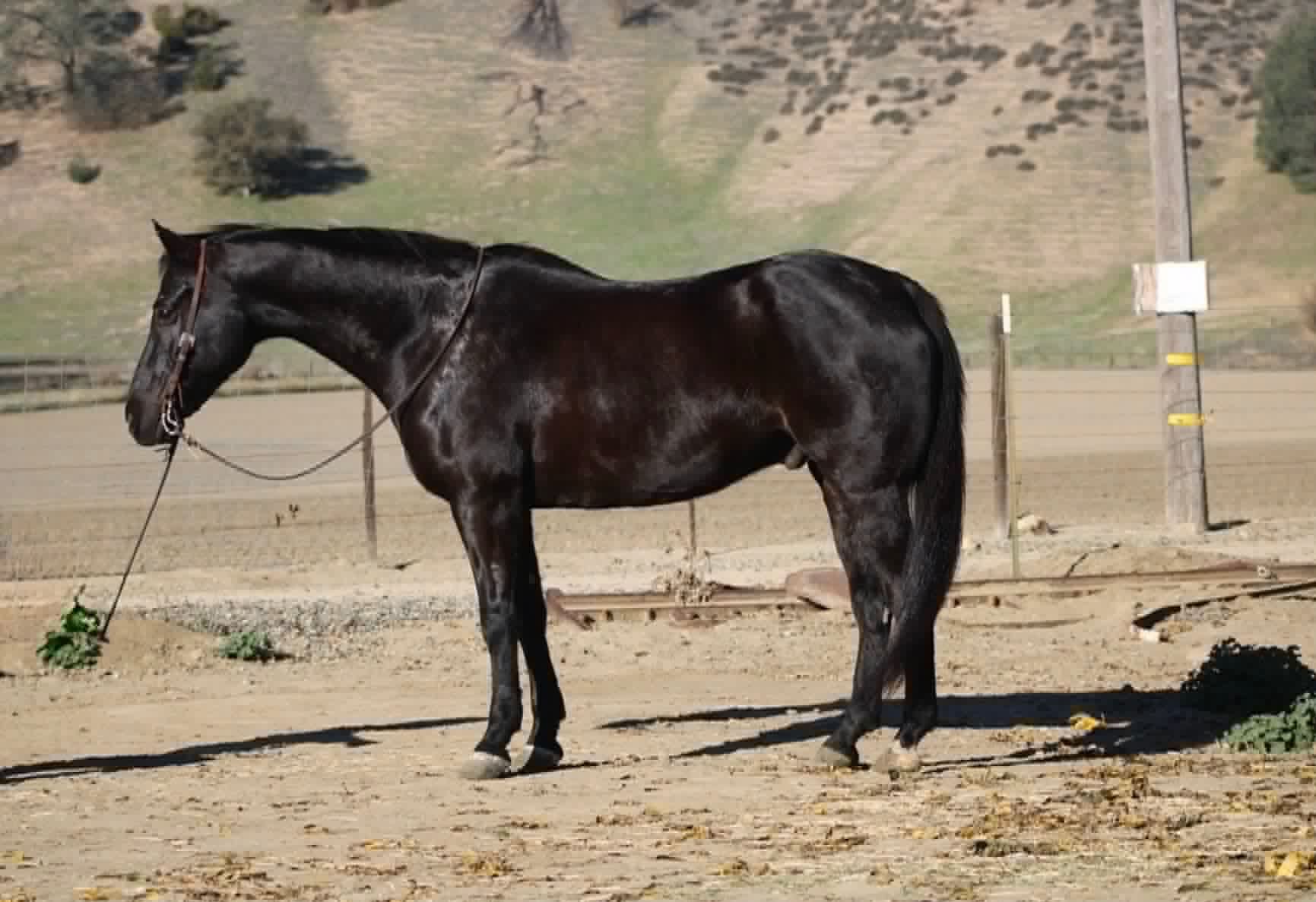 Blackberry - Image 4