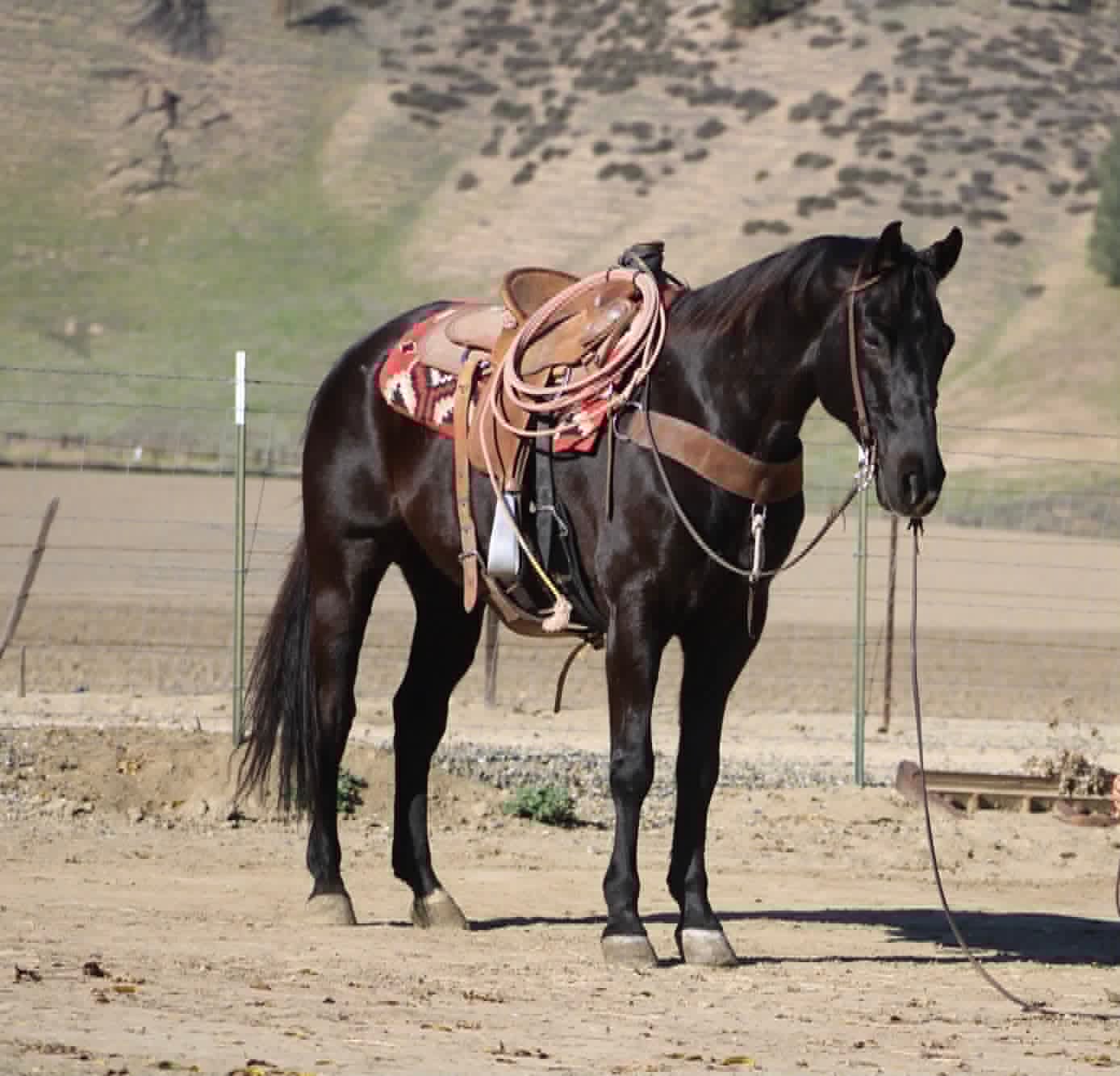 Blackberry - Image 5