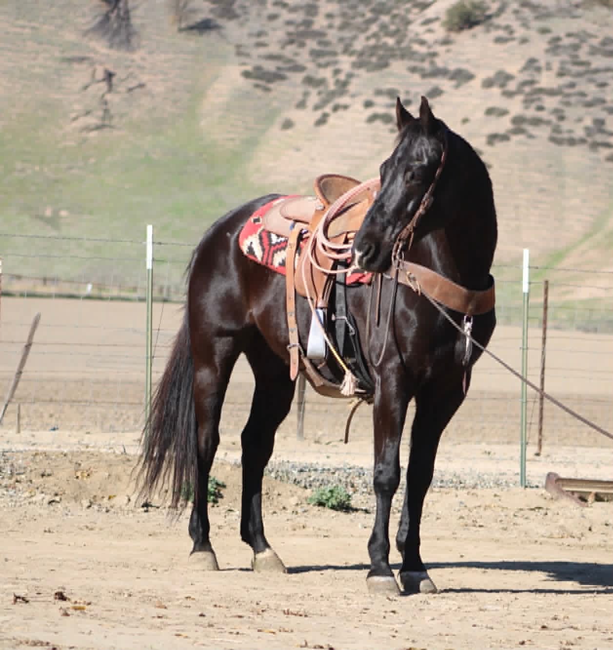 Blackberry - Image 6