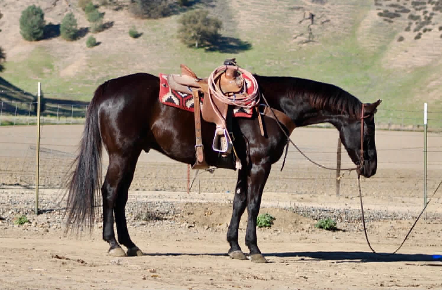 Blackberry - Image 7