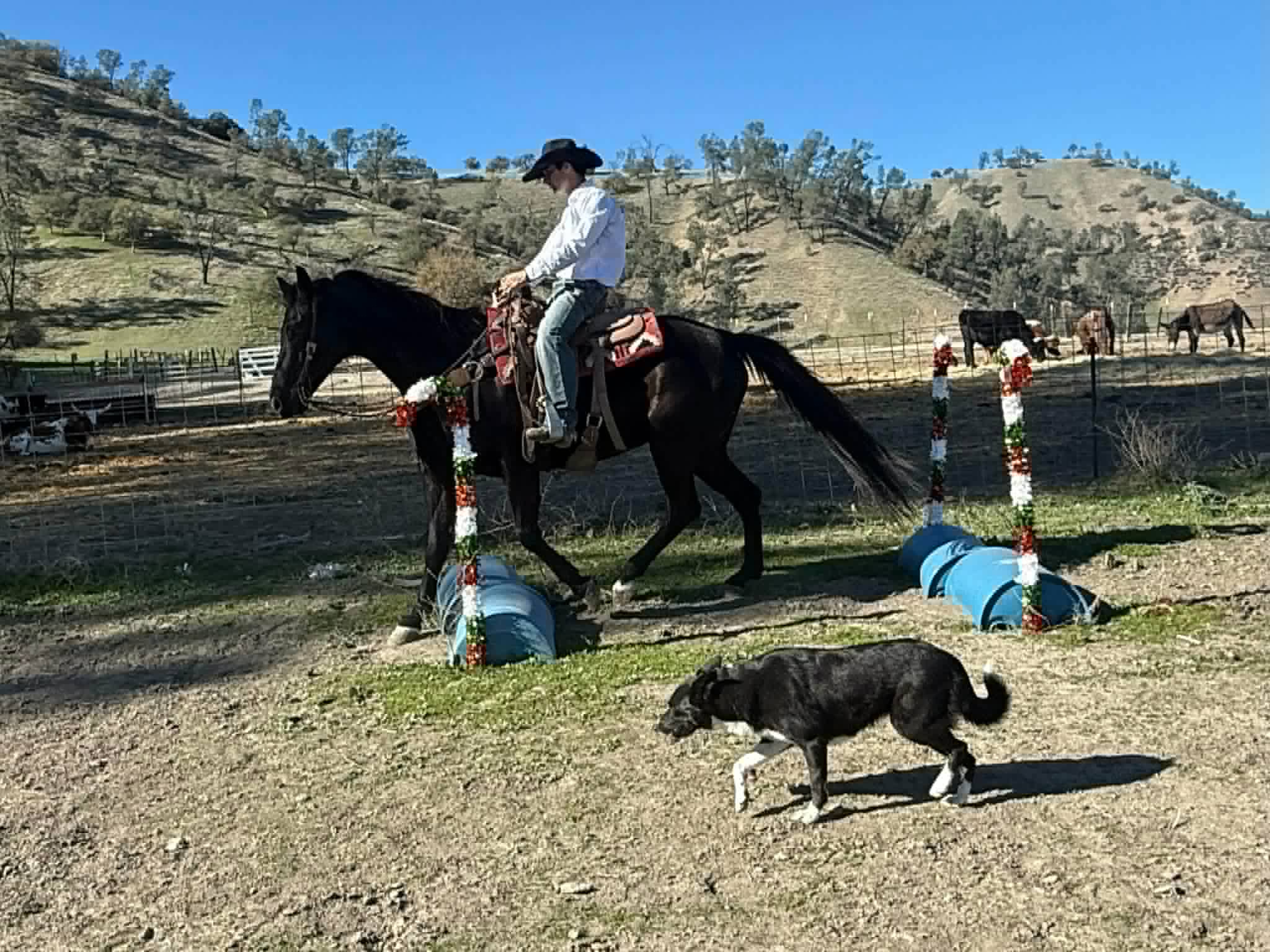 Blackberry - Image 10