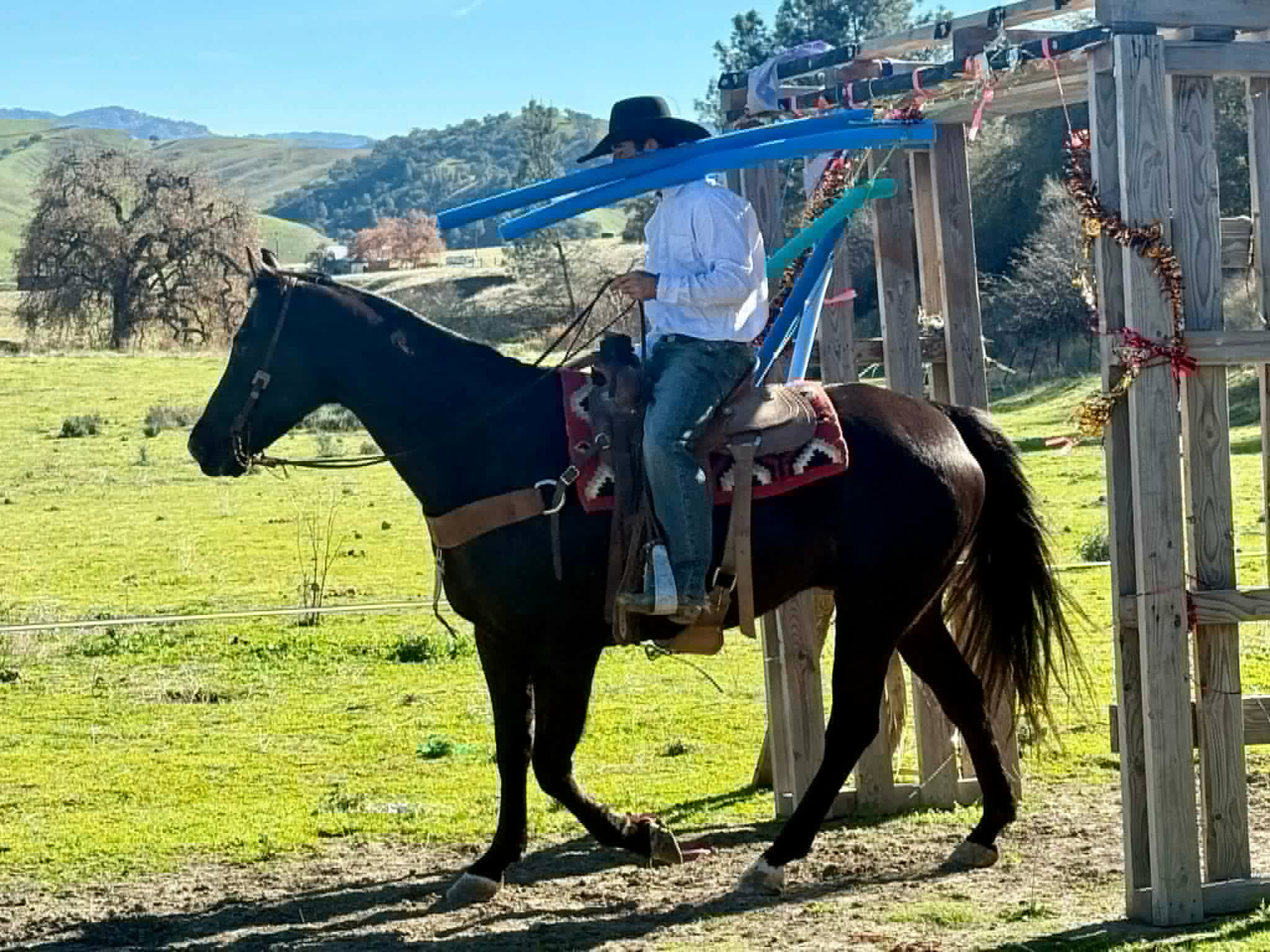 Blackberry - Image 12