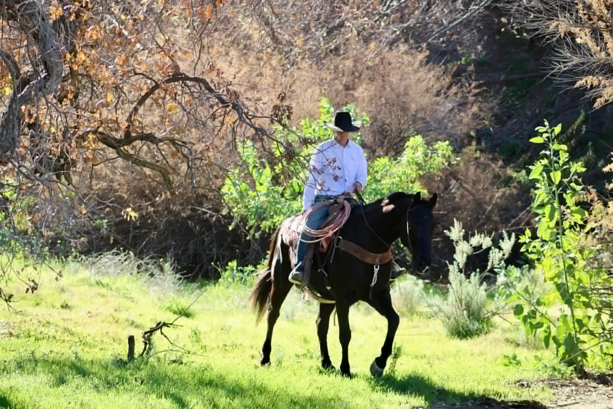 Blackberry - Image 14