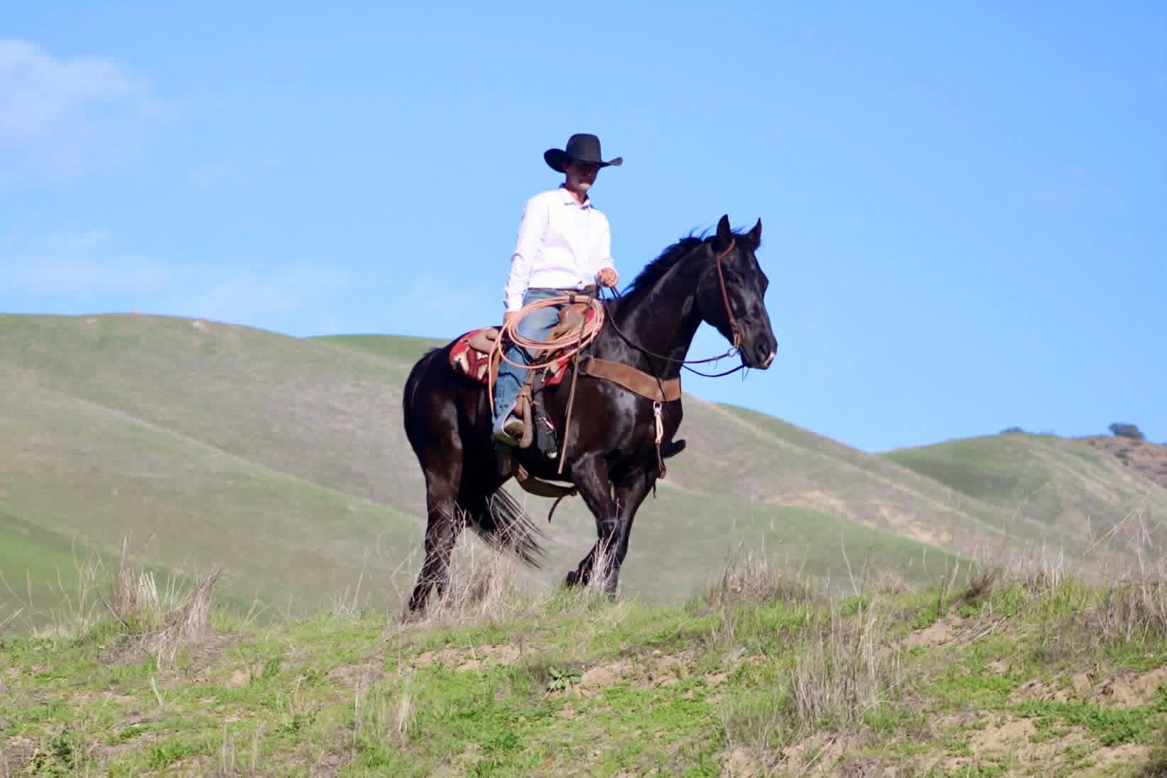 Blackberry - Image 15