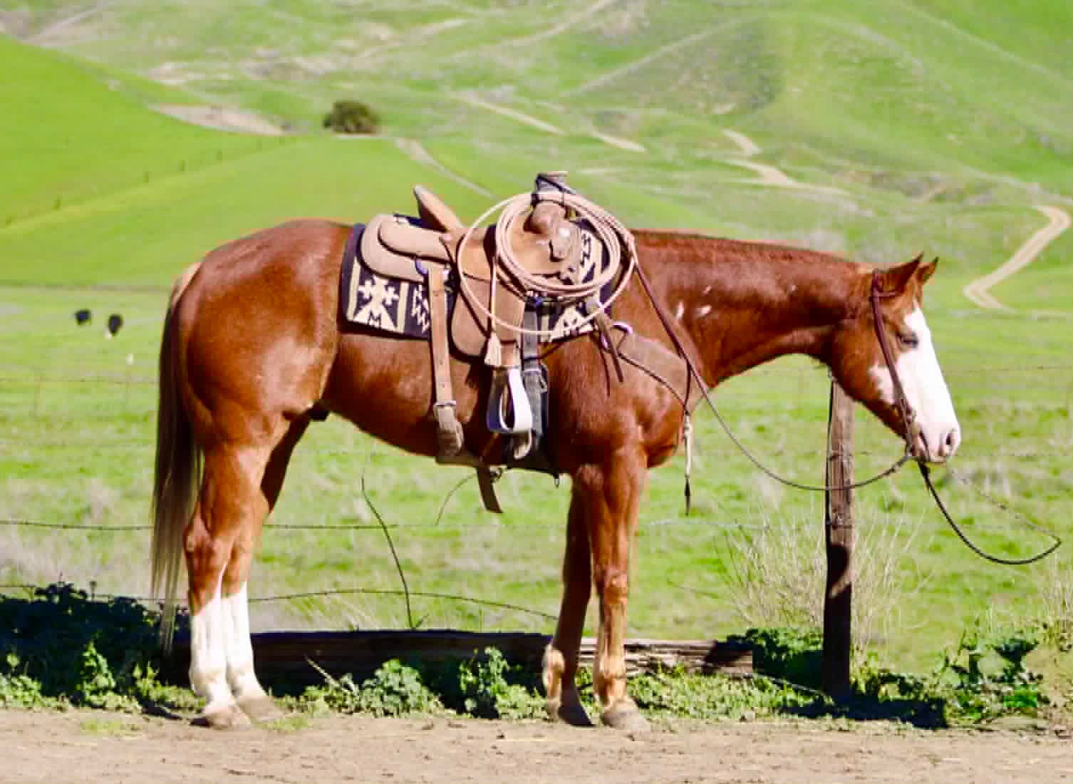 ALL STAR ADDICTION - Image 5