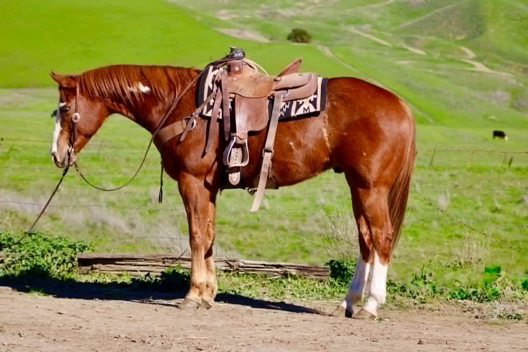 ALL STAR ADDICTION - Image 6