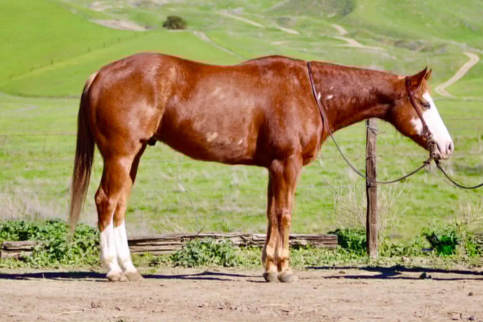 ALL STAR ADDICTION - Image 15