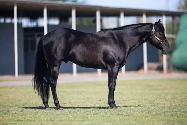 Black Handled Pistol