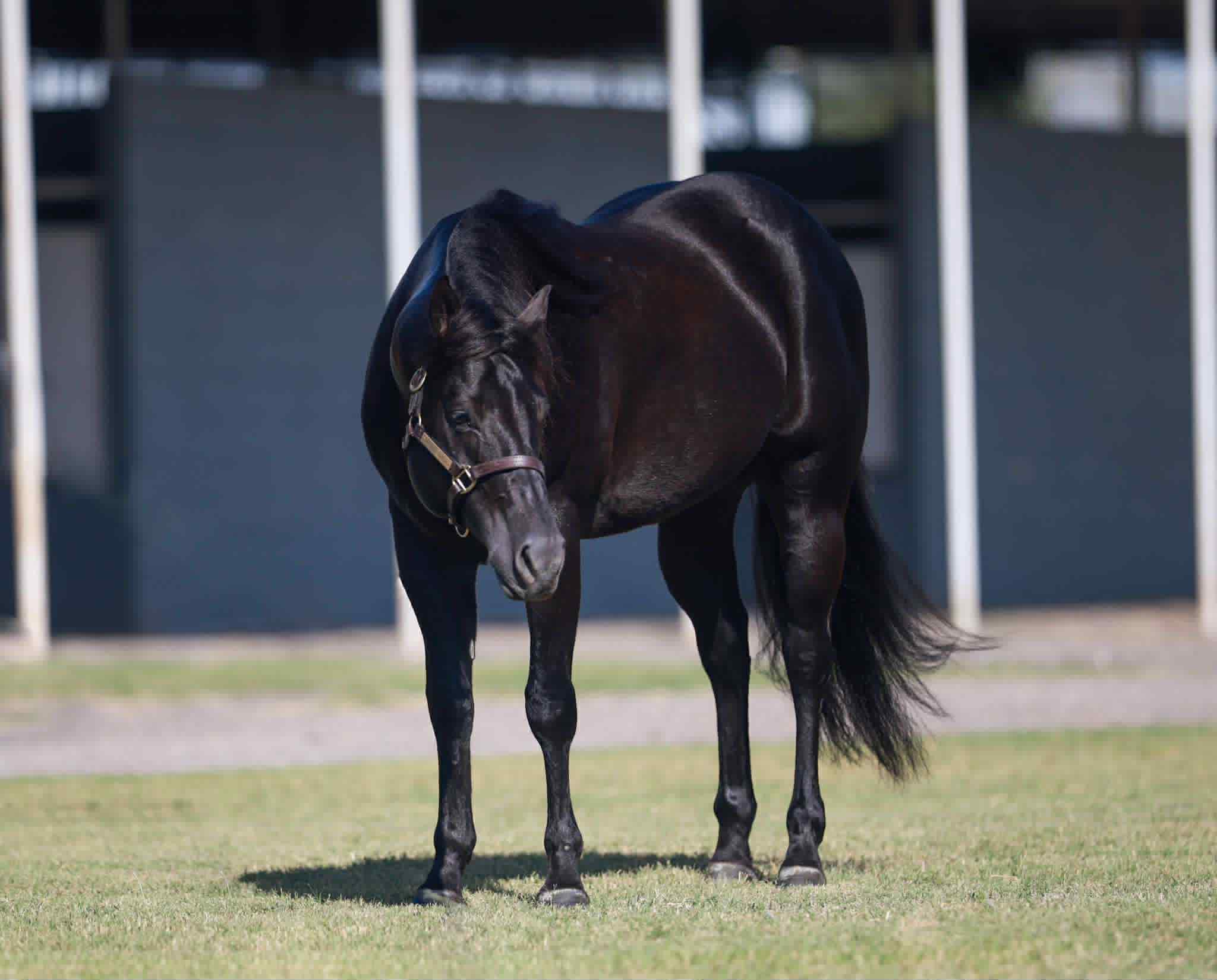 Black Handled Pistol - Image 4