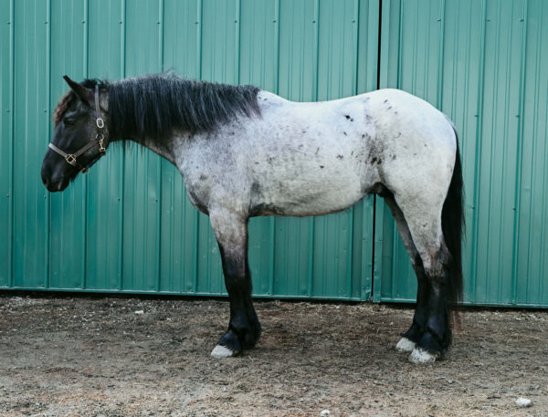 AZUR **2 Week Guarantee**