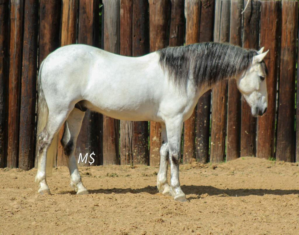 Patronus Racing PATRON - Platinum Equine Auction
