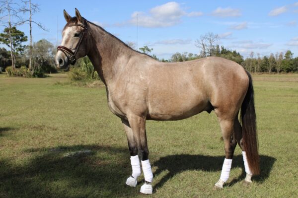 BEHOLD TEODORO CFS "THEO"