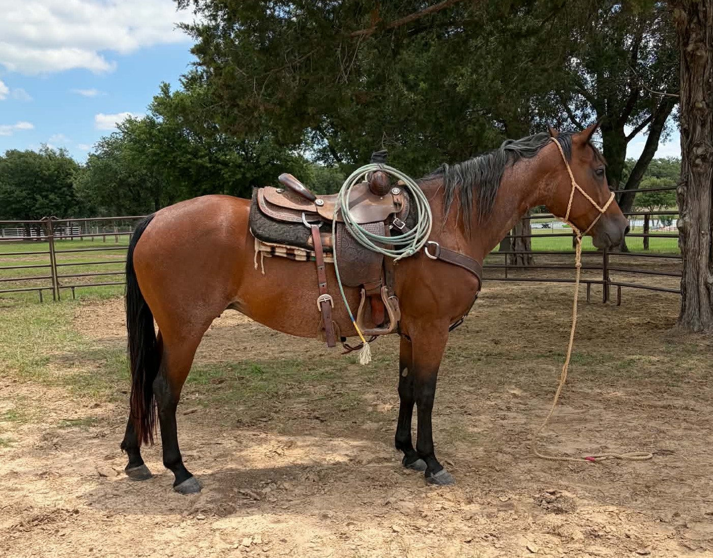 LORETTA and DJANGO ** 3 in 1 Deal! ** - Image 4