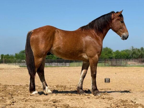 DIESEL