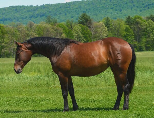 *CLARK FARMS LOT 02*