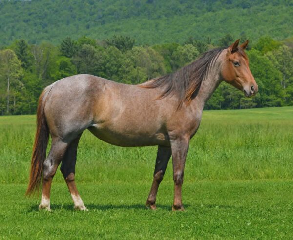 *CLARK FARMS LOT 03*