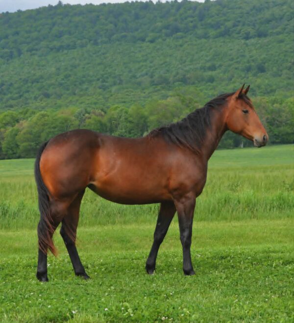 *CLARK FARMS LOT 04*