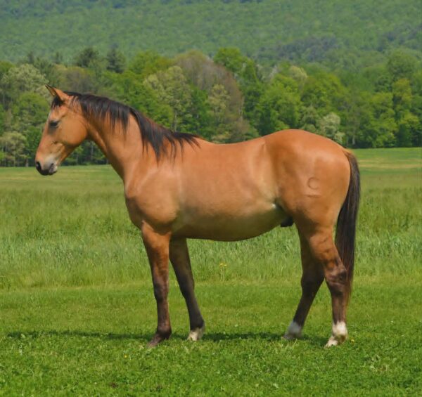*CLARK FARMS LOT 06*