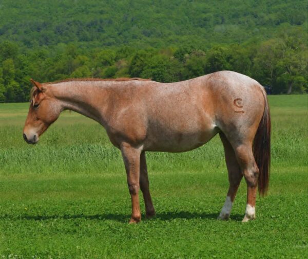 *CLARK FARMS LOT 08*
