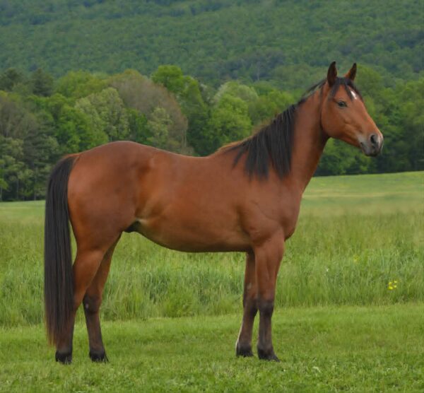 *CLARK FARMS LOT 09*