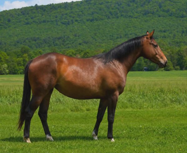 *CLARK FARMS LOT 11*