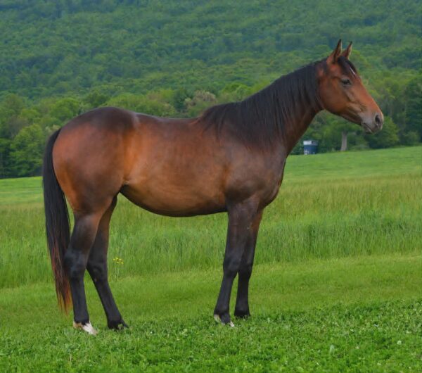 *CLARK FARMS LOT 12*
