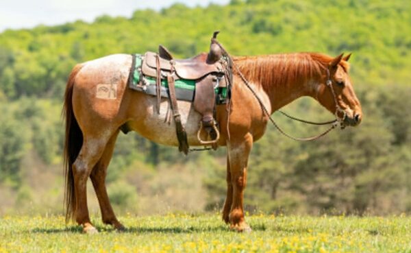 RANGER