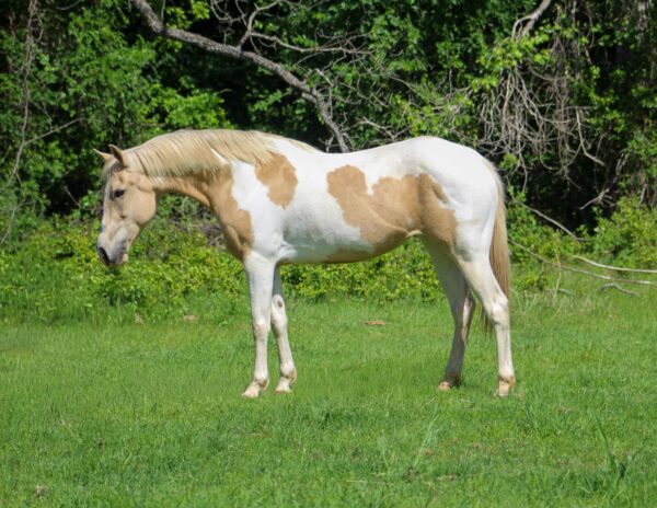 JOLENE