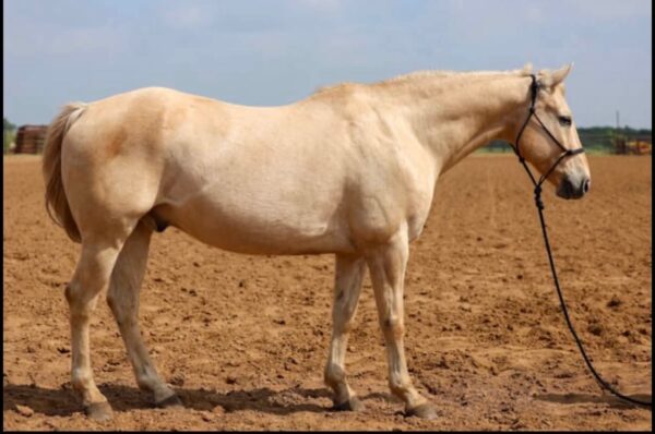 YELLER