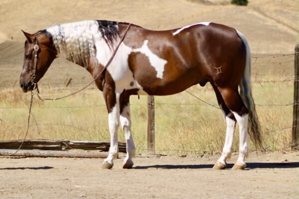 805 COWBOY
