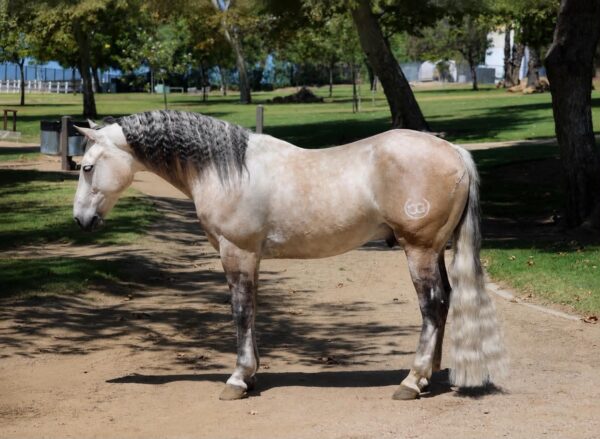 CONCHO